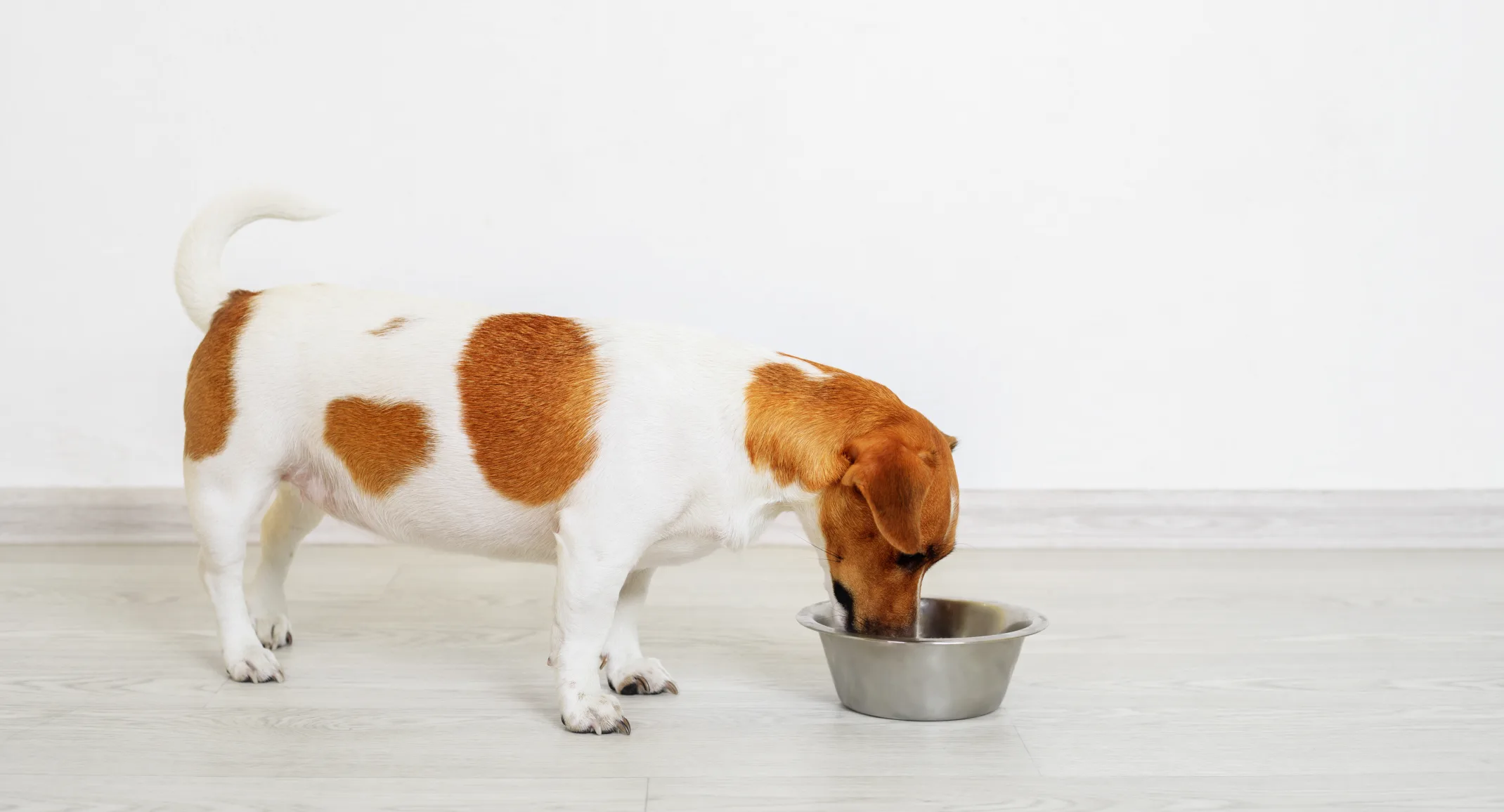 Jack Russell Terrier eating